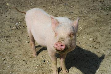 【日払ＯＫ】養豚場での豚のお世話業務