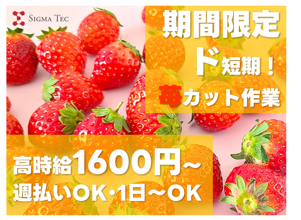 ケーキ用いちごのカットや盛り付けお手伝い/6~15時