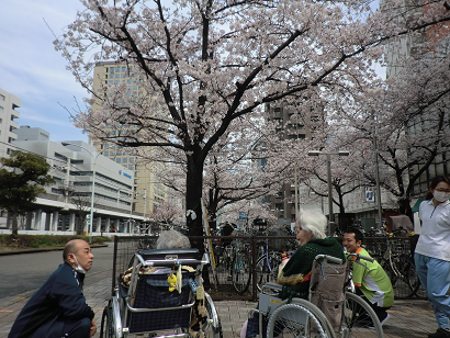 川崎駅近くでお花見