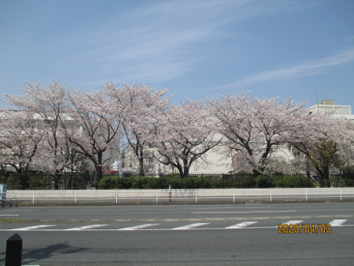 春、満開の桜間並木（奏向かいの風景）